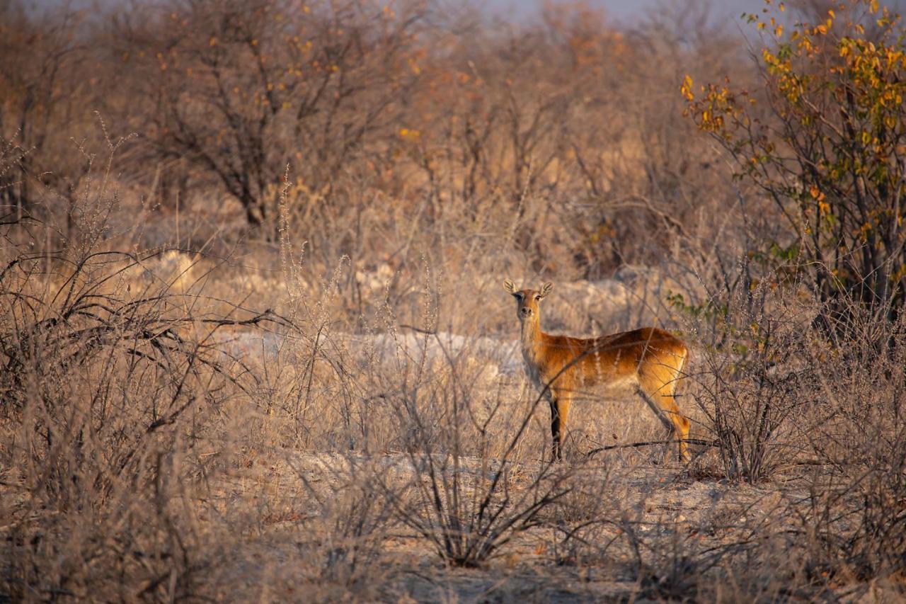 Etosha Trading Post Campsite Окаукуэджо Экстерьер фото